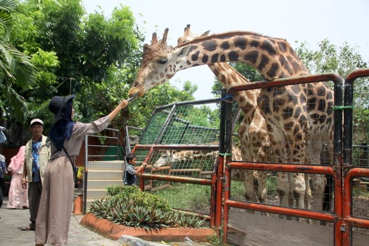Aktivitas memberi pakan ke satwa di Maharani Zoo dan Goa Lamongan