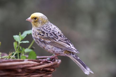 Mengenal Burung Kenari, dari Mana Asal Burung Ini?