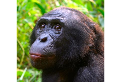 Seperti Manusia, Bonobo Betina Melahirkan Dibantu “Bidan”