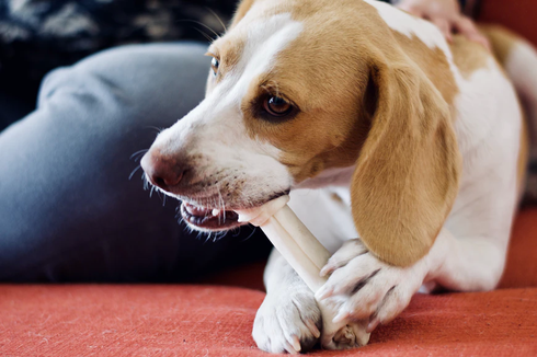 Ternyata, Anjing Tak Boleh Makan Tulang yang Dimasak 