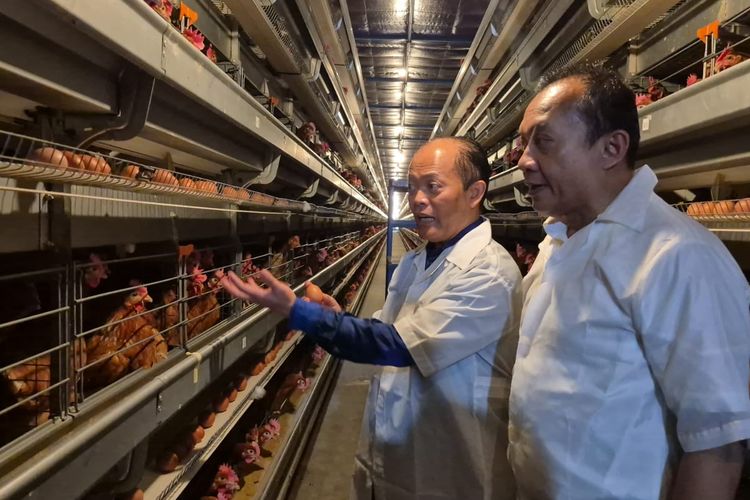 Peninjauan Kepala Badan Bahasa Hafidz Muksin didampingi Direktur PT Jatinom ke peternakan ayam di Blitar, Jawa Timur, pada 6 Agustus 2025.