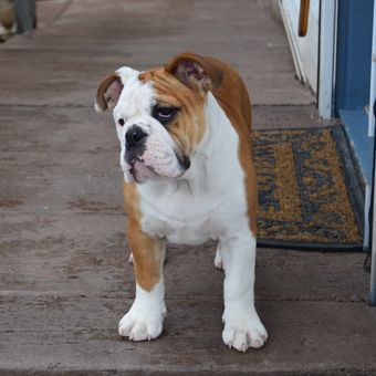 Ilustrasi anjing bulldog, ilustrasi American bulldog