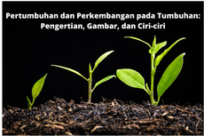 Pertumbuhan dan Perkembangan pada Tumbuhan: Pengertian, Gambar, serta Ciri-ciri