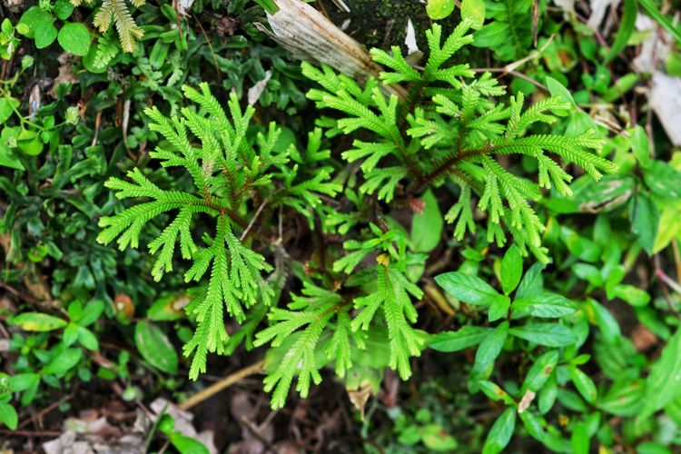 Ilustrasi tanaman cakar ayam (Selaginella doederleinii hieron). 