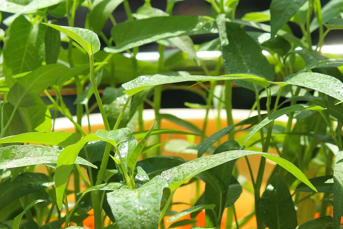 Ilustrasi kangkung, menanam kangkung. 