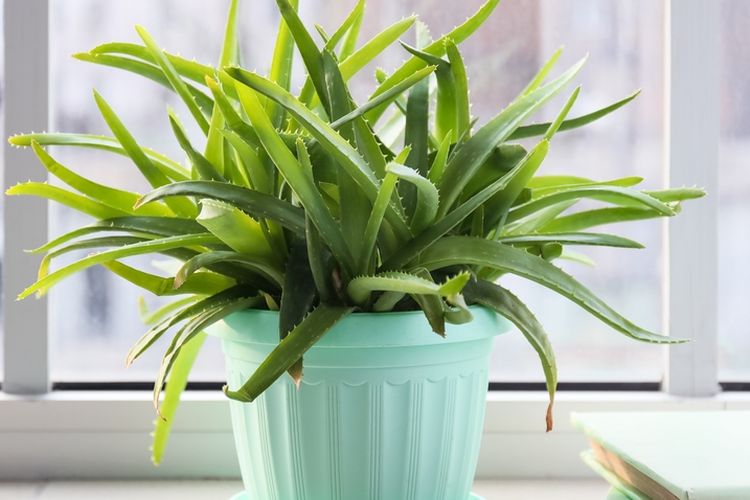 Ilustrasi tanaman lidah buaya di dalam ruangan. 