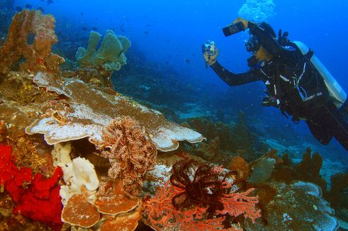 Semarakkan Sail Tidore 2022, Kementerian KP Gelar Kompetisi Fotografi Bawah Air 