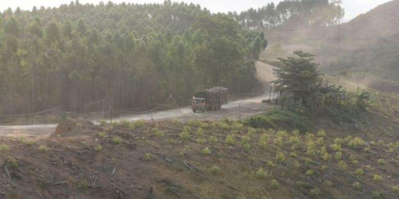 Lahan Hutan Tanaman Industri milik ITCI Hutani Manunggal di Penajam Paser Utara. 