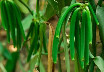 Ketika Vanili Menjadi Harapan Petani