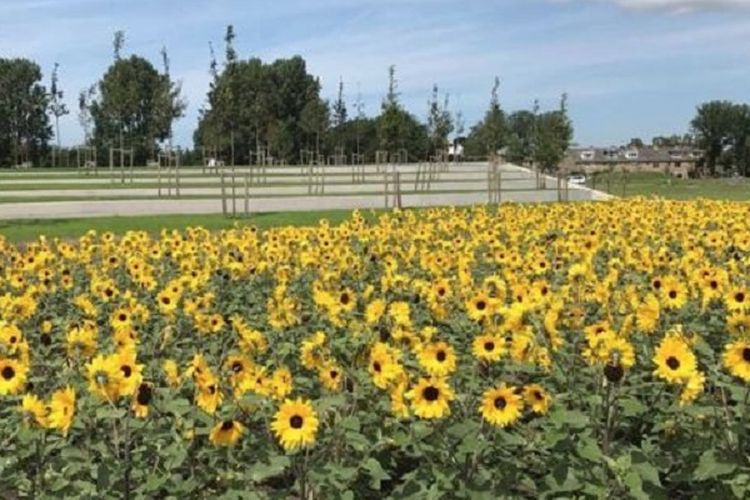 taman bunga di belanda  Taman  Berbentuk Pita Dibangun untuk Peringati Korban 