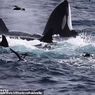 [POPULER SAINS] 75 Orca Mangsa Paus Biru | Viral Cabai Dicat Merah