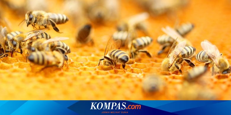 Jangan Sampai Salah Lagi Kenali Bedanya Lebah Dengan Tawon Halaman All Kompas Com
