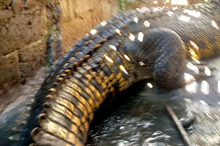 Tangkapan layar video yang merekam buaya asal Papua di kandang milik warga Desa Salam, Kecamatan Wonodadi, Kabupaten Blitar, Senin (2/6/2025).
