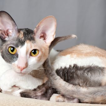 Ilustrasi kucing ras Cornish Rex.