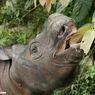 Pengurutan Genom Tunjukkan Harapan Penyelamatan Populasi Badak Sumatera