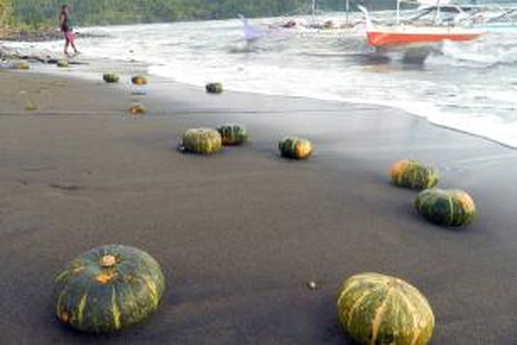 Ribuan labu yang tidak diketahui asalnya dilaporkan terdampar di sepanjang pantai Tabukan Selatan, Kabupaten Sangihe, Sulawesi utara