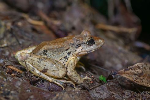 Habis Dinosaurus Terbitlah Katak