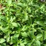 Cara Menanam Stevia di Halaman Rumah, Pemanis Alami Pengganti Gula