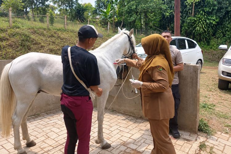 Penyakit AHS dan Strangles Mengintai Kuda, Petugas di Purwakarta Cek Darah dan Feses