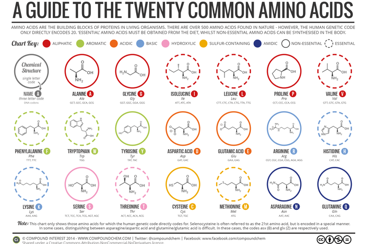 20 asam amino pembentuk protein dalam tubuh manusia. 