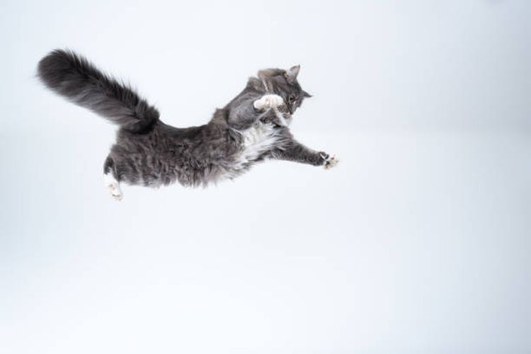 Mengapa kucing selalu mendarat dengan kakinya saat jatuh?