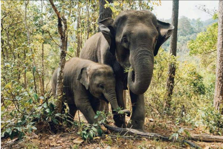 Ilustrasi gajah Asia