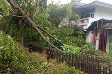 Pohon Tumbang dan Sempal di 13 Titik di Jakpus karena Angin Kencang, Sabtu