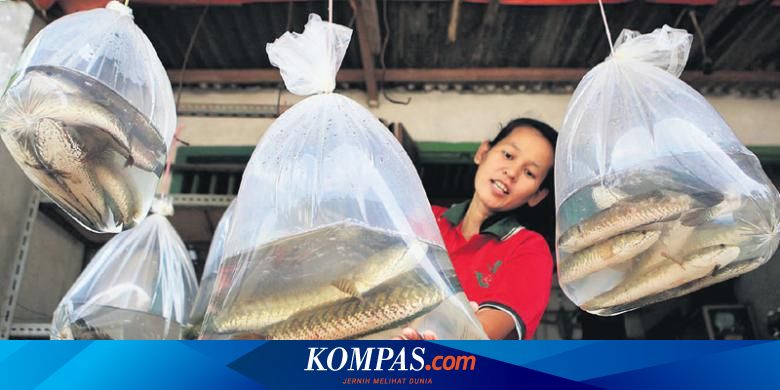 Berburu Gabus Gabus Terakhir Halaman All Kompas Com