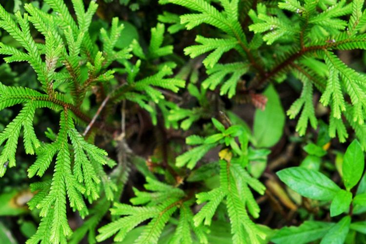 Ilustrasi tanaman cakar ayam (Selaginella doederleinii hieron). 