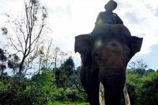 Petugas Taman Nasional Selidiki Kematian Gajah 