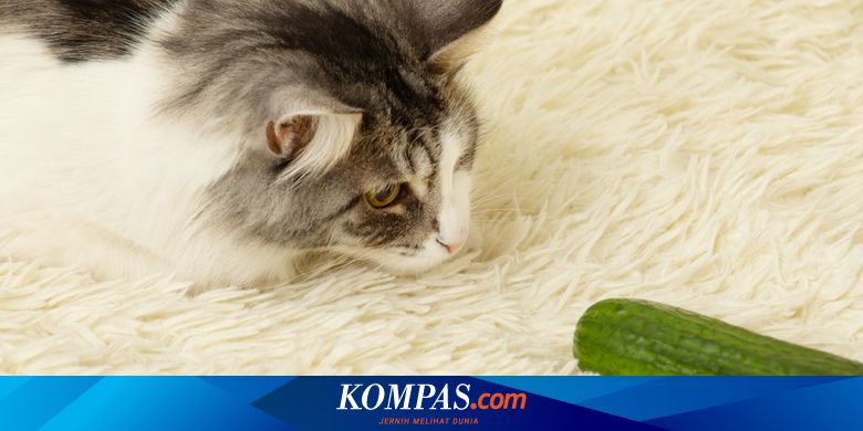 Kenapa Kucing Takut pada Timun?