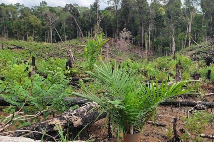 BPS memiliki data perkebunan kelapa sawit di Sumatera, dengan jumlah luasan kebun sawit terbesar di Indonesia rangking pertama ditempati Riau.