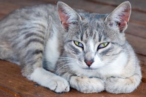 Makanan Manusia Memperpendek Umur Kucing Kesayangan