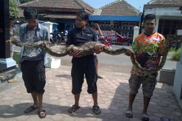 Ular tiga meter makan anak kambing di Kabupaten Malang, Jawa Timur hebohkan warga. Hingga kini, ratusan warga terus berdatangan ingin tahu keberadaan ular tersebut.Selasa (1/10/2014).