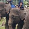Dulu Hidup di 5.700 Hektar, Kini Gajah Sumatera di Sebanga Terjepit di Lahan 1 Ha