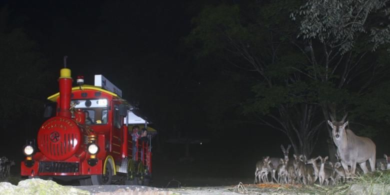 Kereta wisata yang melewati zona herbivora saat Safari Malam.