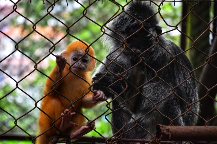 Remon Covid, anak lutung yang lahir ditengah pandemi covid-19 tengah bermain dengan induknya yang bernama Luluk, di kandang lutung di Bandung Zoological Garden atau Kebun Binatang Bandung, Rabu (3/6/2020).