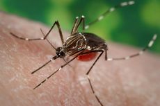 Bukan Cuma Bikin Gatal, Gigitan Nyamuk Bisa Pengaruhi Kekebalan Tubuh