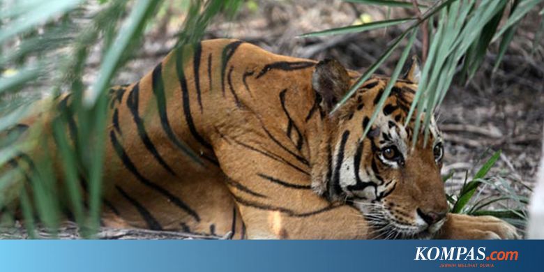 Kata Kata Bijak Gambar Harimau - SO PULSA