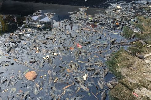 Diduga Tercemar, Ribuan Ikan Sapu-sapu Mati di Kali Perbatasan Bogor-Bekasi