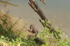Viral, Video Penampakan Buaya di Sungai Bengawan Solo, Ini Kata BKSDA Jatim