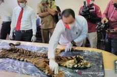 Harimau Sumatera Dijerat Pakai Kawat, Kulitnya Ditawar Rp 100 Juta