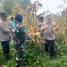 Polri Panen 10 Ton Jagung di Kaki Gunung Salak Bogor