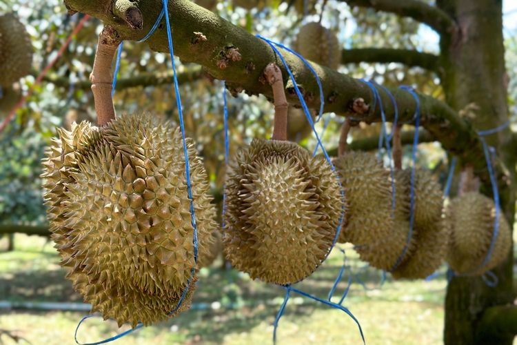 Ilustrasi durian monthong.