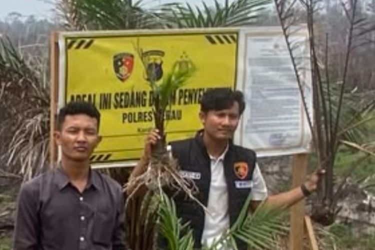 Viral Kebun Sawit Terbakar di Berau, Polisi Cari Pemilik Lahan Seluas 2 Hektare