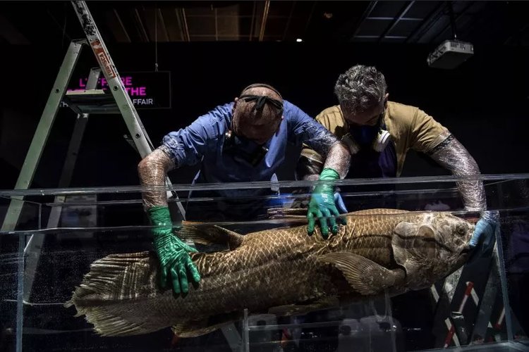 Coelacanth, spesies ikan yang hidup di bumi 420 juta tahun lalu, baru-baru ini ditemukan kembali di lepas pantai Afrika Selatan