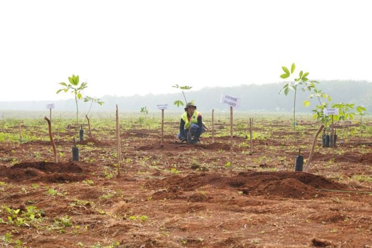 Lahan Sempat Disulap Jadi Kebun Singkong, Pemprov Jabar Pulihkan 32 Hektare Kebun Karet