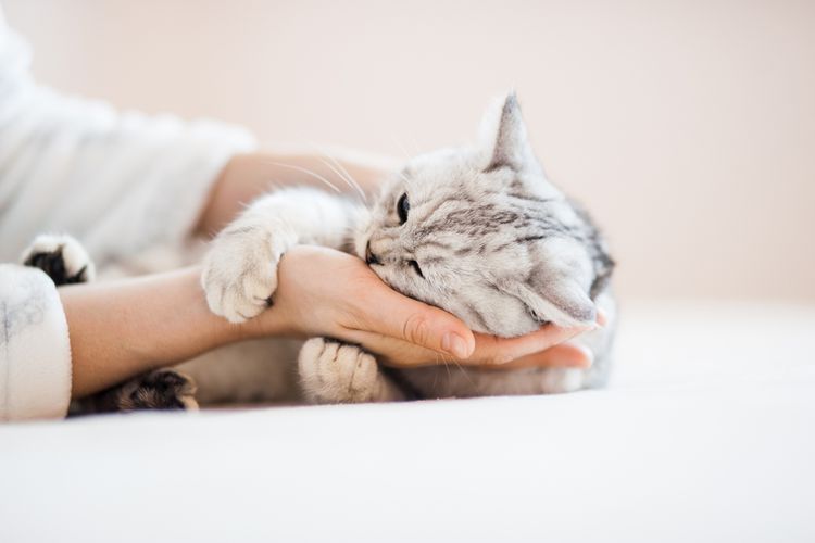 Ada beberapa penyebab mengapa tubuh kucing berbau tak enak.