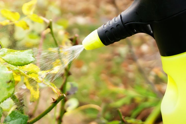 Ilustrasi menyemprotkan fungisida ke tanaman. 