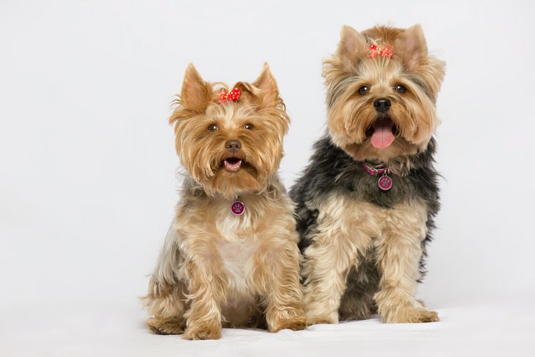 Ilustrasi anjing Yorkshire terrier.